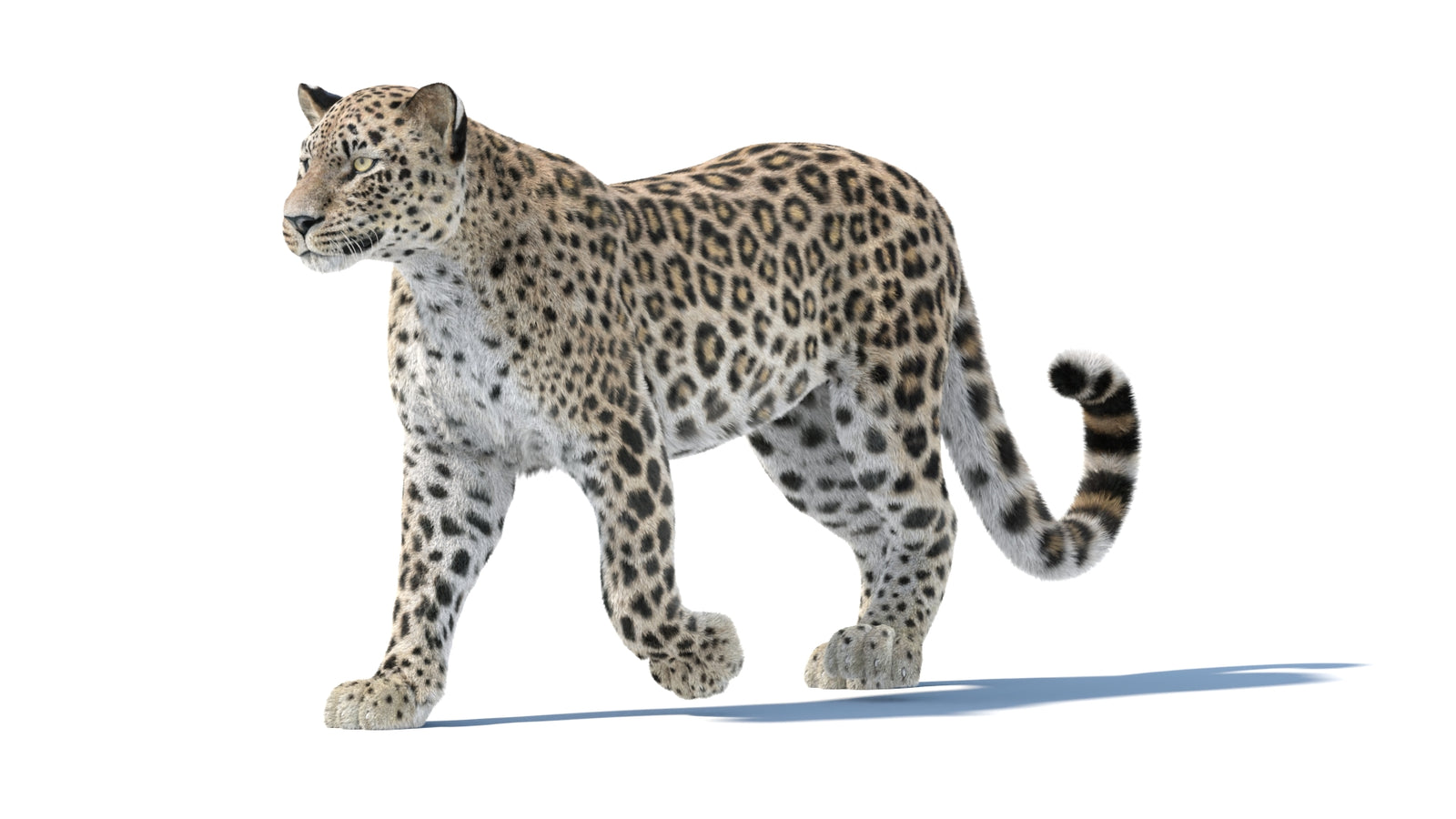 Persian Leopard 3D Model Animated Fur 360° view 1 frame 5