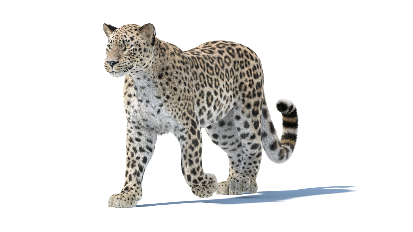 Persian Leopard 3D Model Animated Fur 360° view 1 frame 6