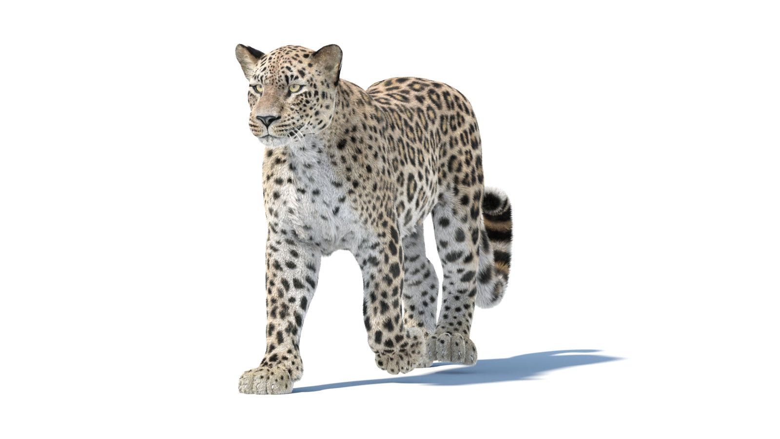 Persian Leopard 3D Model Animated Fur 360° view 1 frame 7
