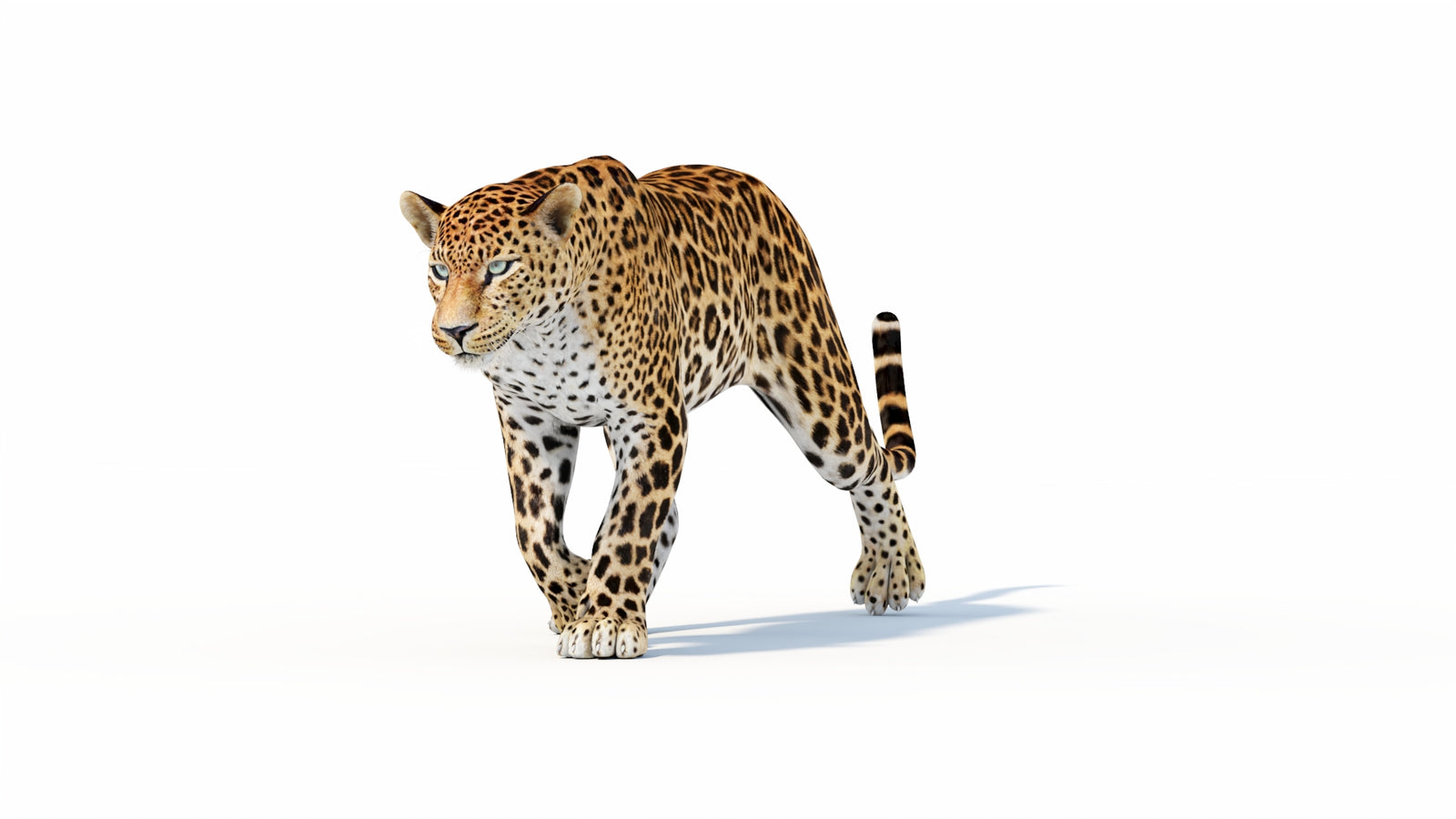 Animated Sri Lankan Leopard 3D Model 360° view 1 frame 7