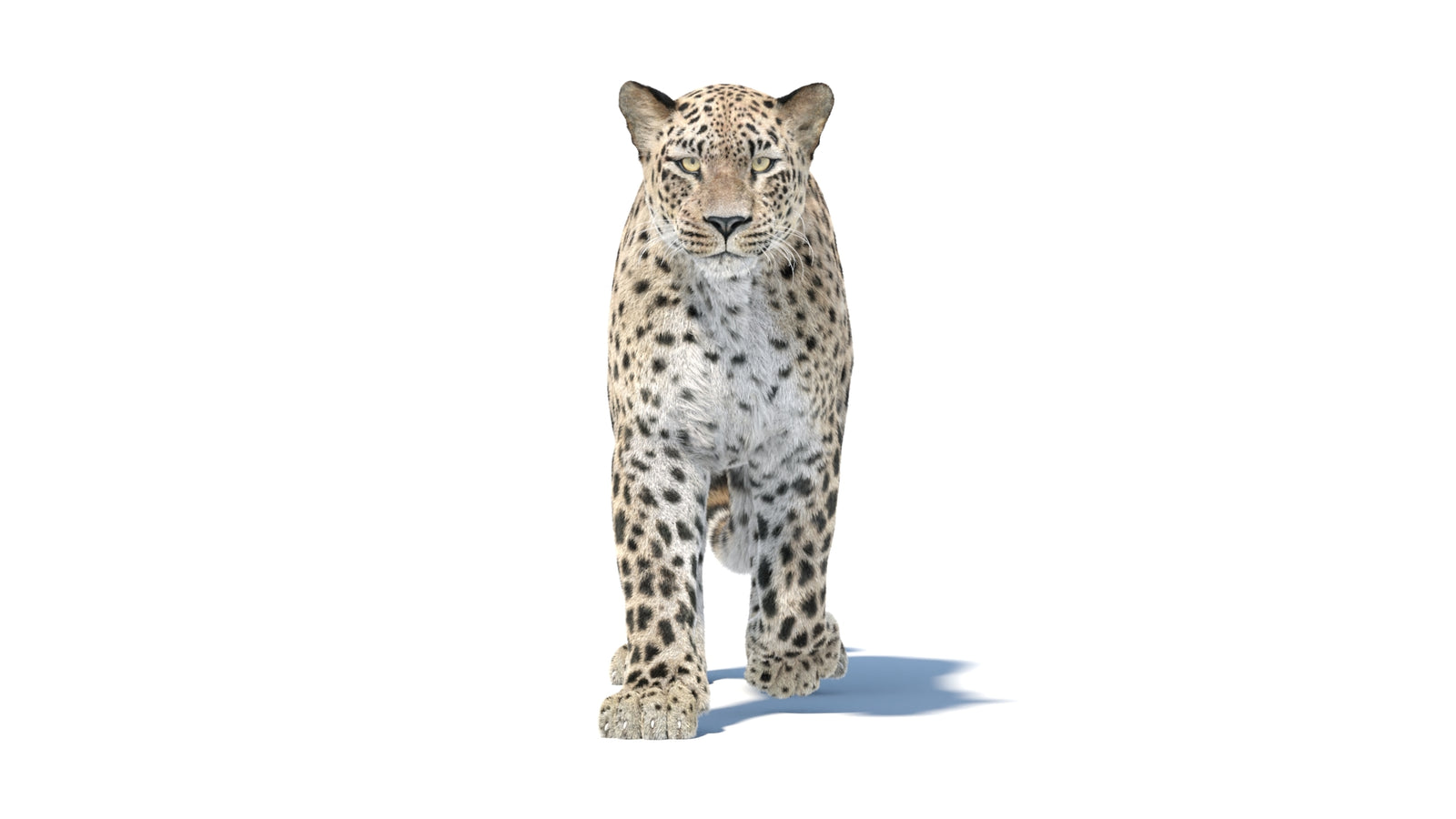 Persian Leopard 3D Model Animated Fur 360° view 1 frame 9