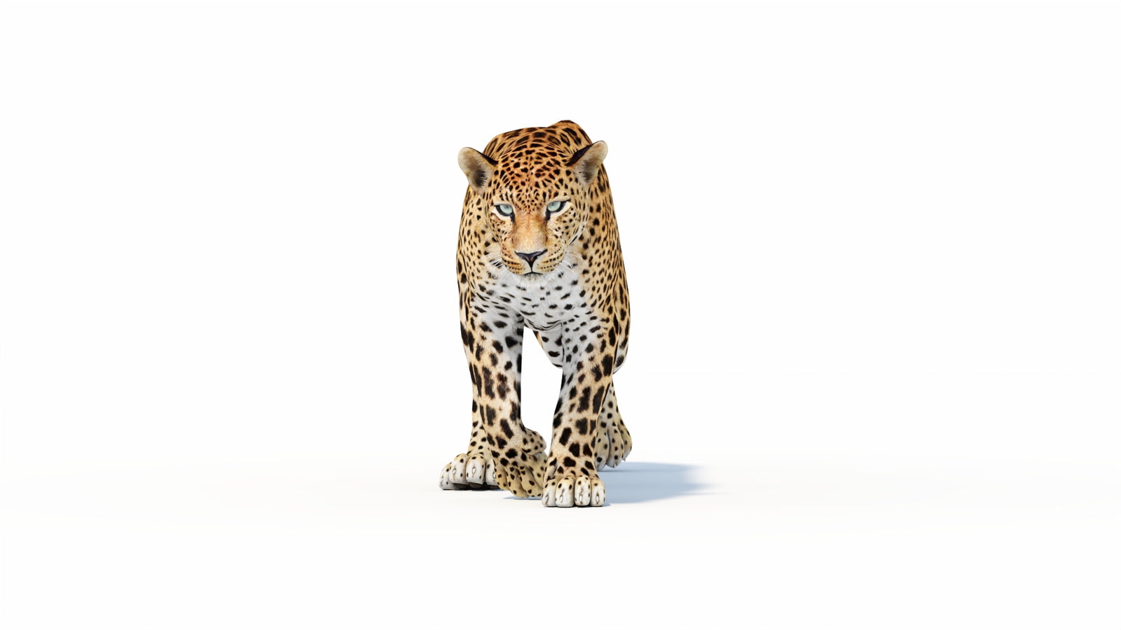 Animated Sri Lankan Leopard 3D Model 360° view 1 frame 9