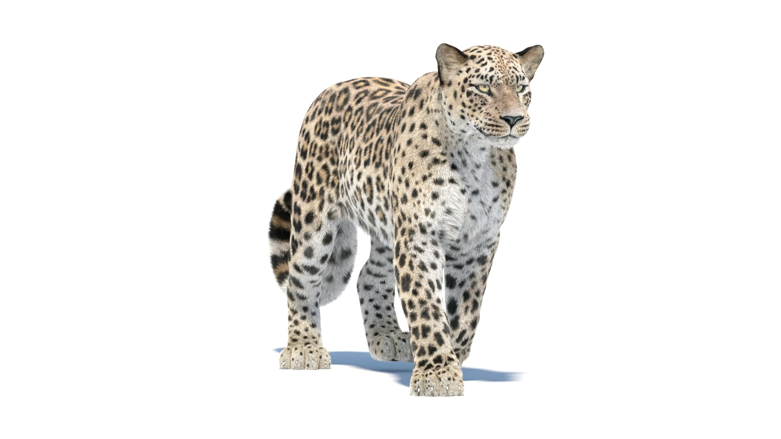Persian Leopard 3D Model Animated Fur 360° view 1 frame 11