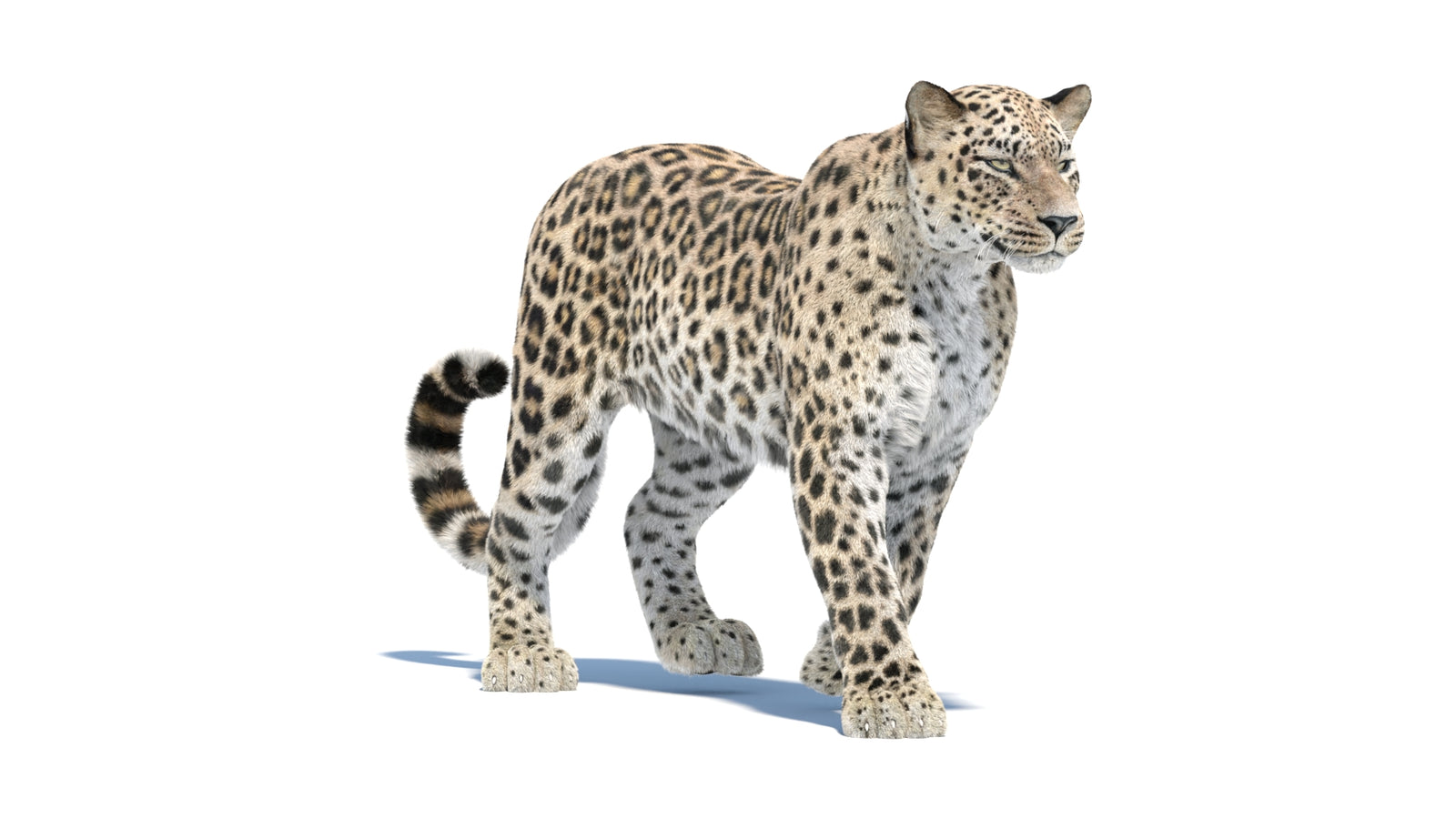 Persian Leopard 3D Model Animated Fur 360° view 1 frame 12