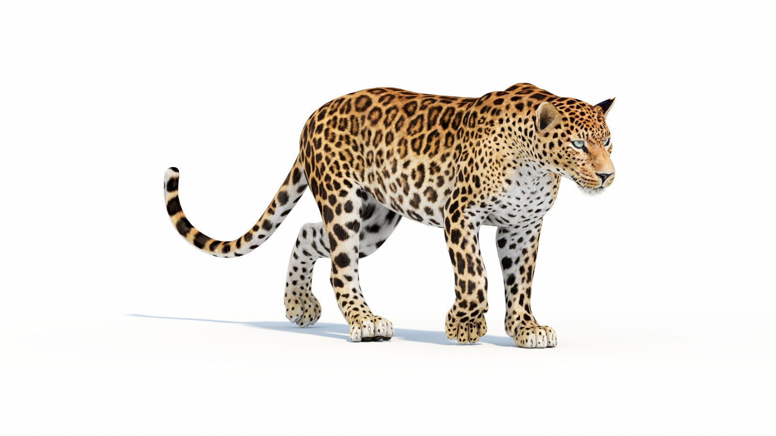 Animated Sri Lankan Leopard 3D Model 360° view 1 frame 13