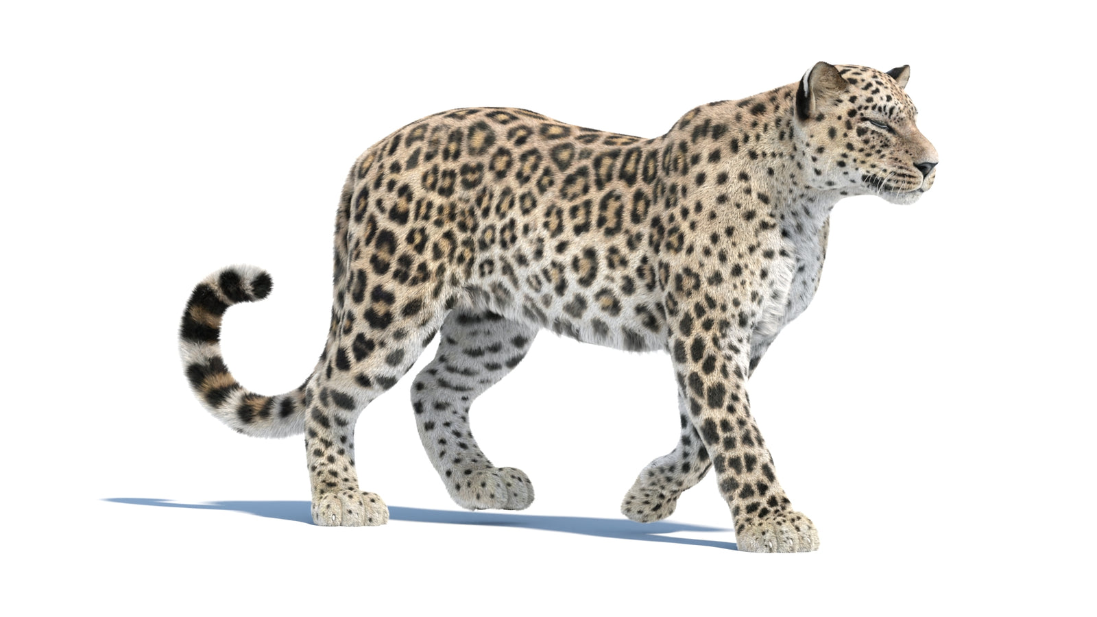 Persian Leopard 3D Model Animated Fur 360° view 1 frame 14