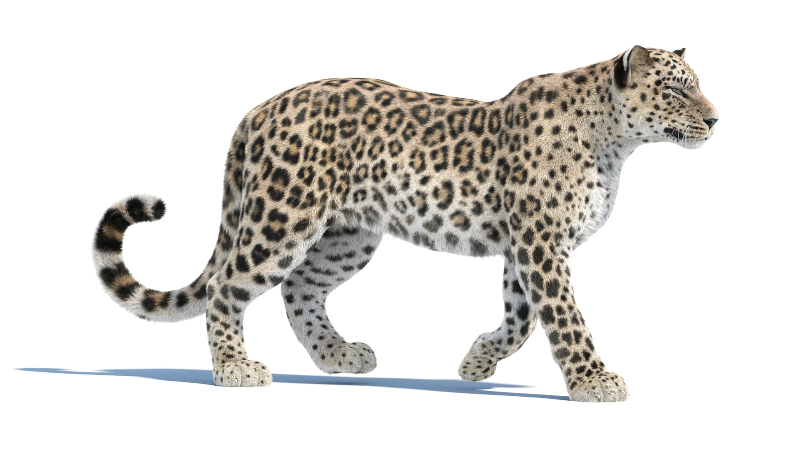 Persian Leopard 3D Model Animated Fur 360° view 1 frame 15