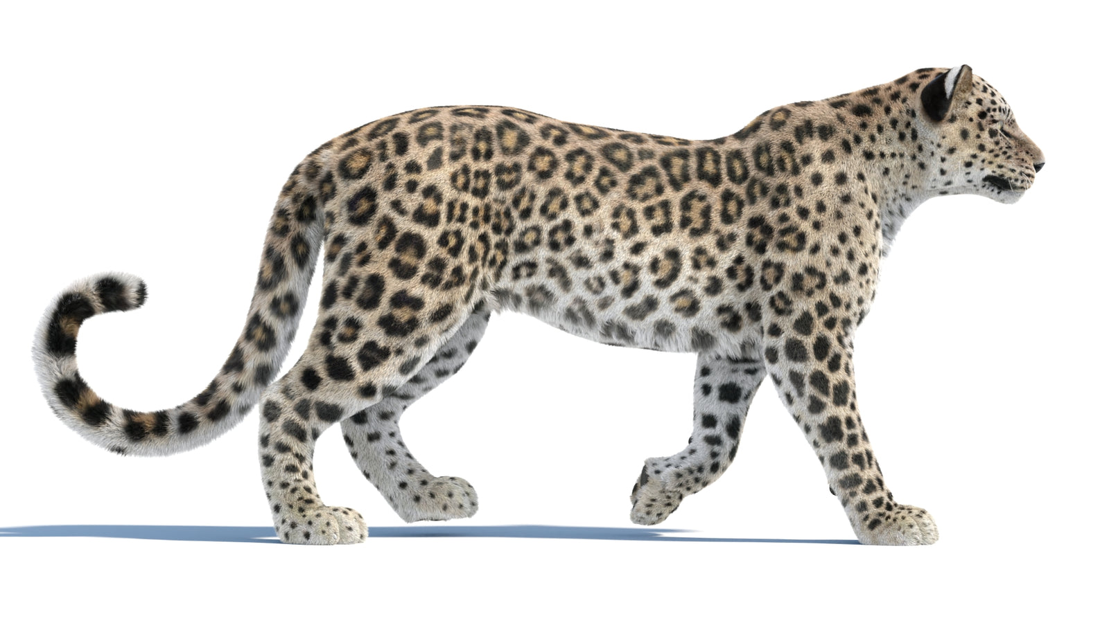 Persian Leopard 3D Model Animated Fur 360° view 1 frame 18