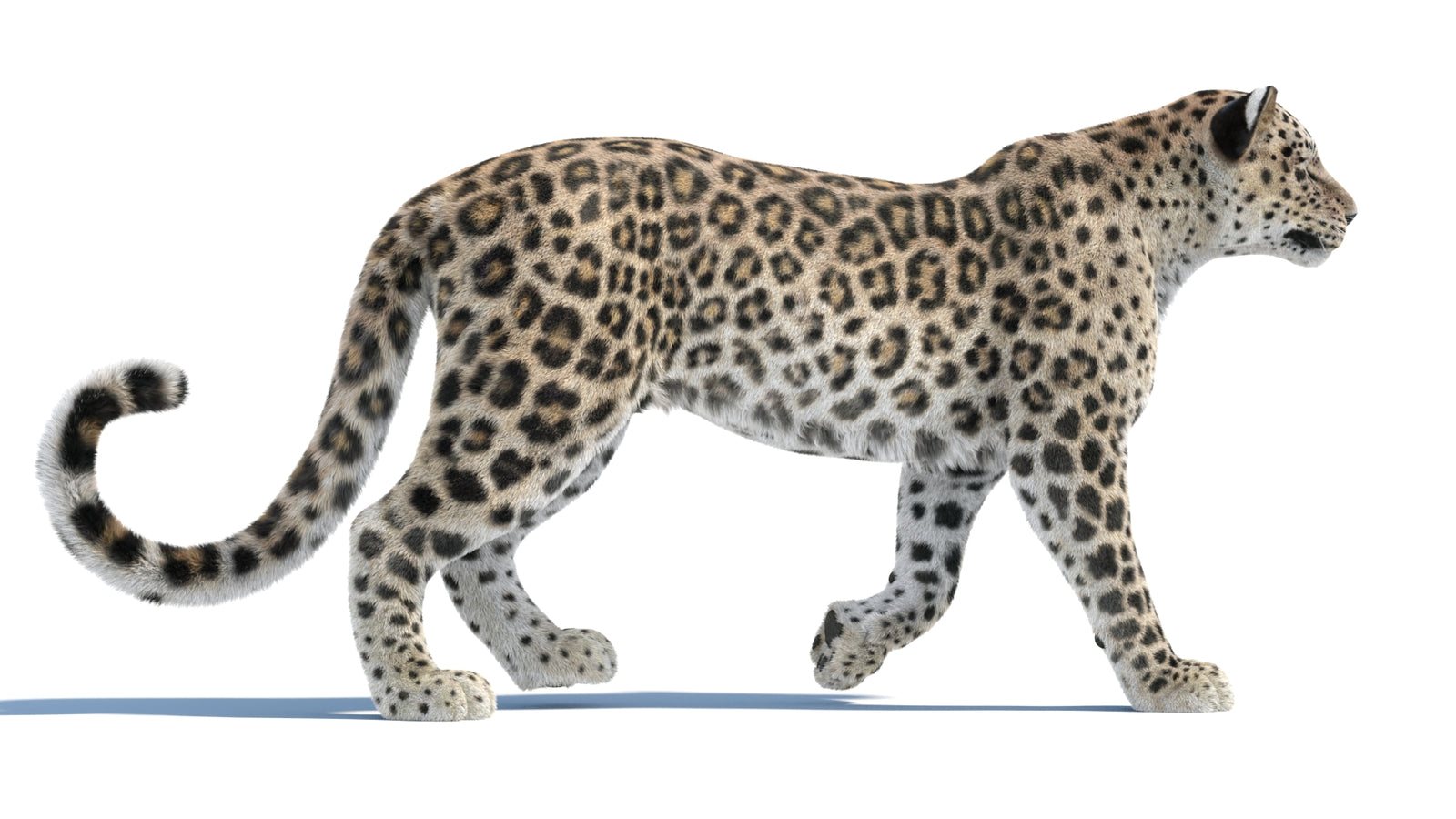 Persian Leopard 3D Model Animated Fur 360° view 1 frame 19