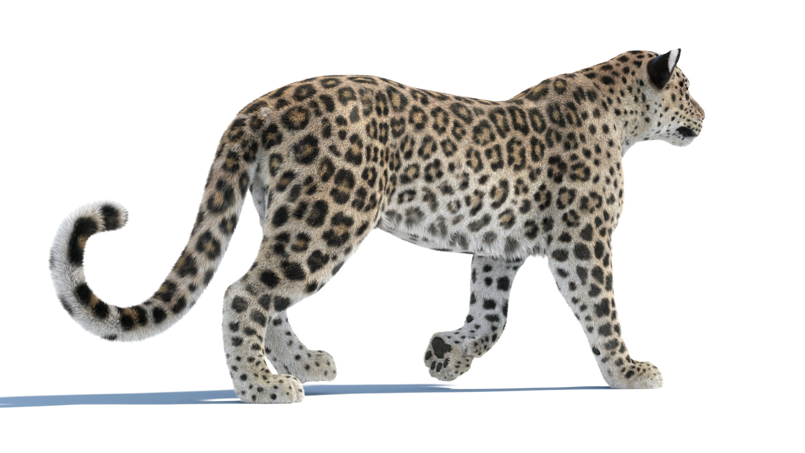 Persian Leopard 3D Model Animated Fur 360° view 1 frame 21