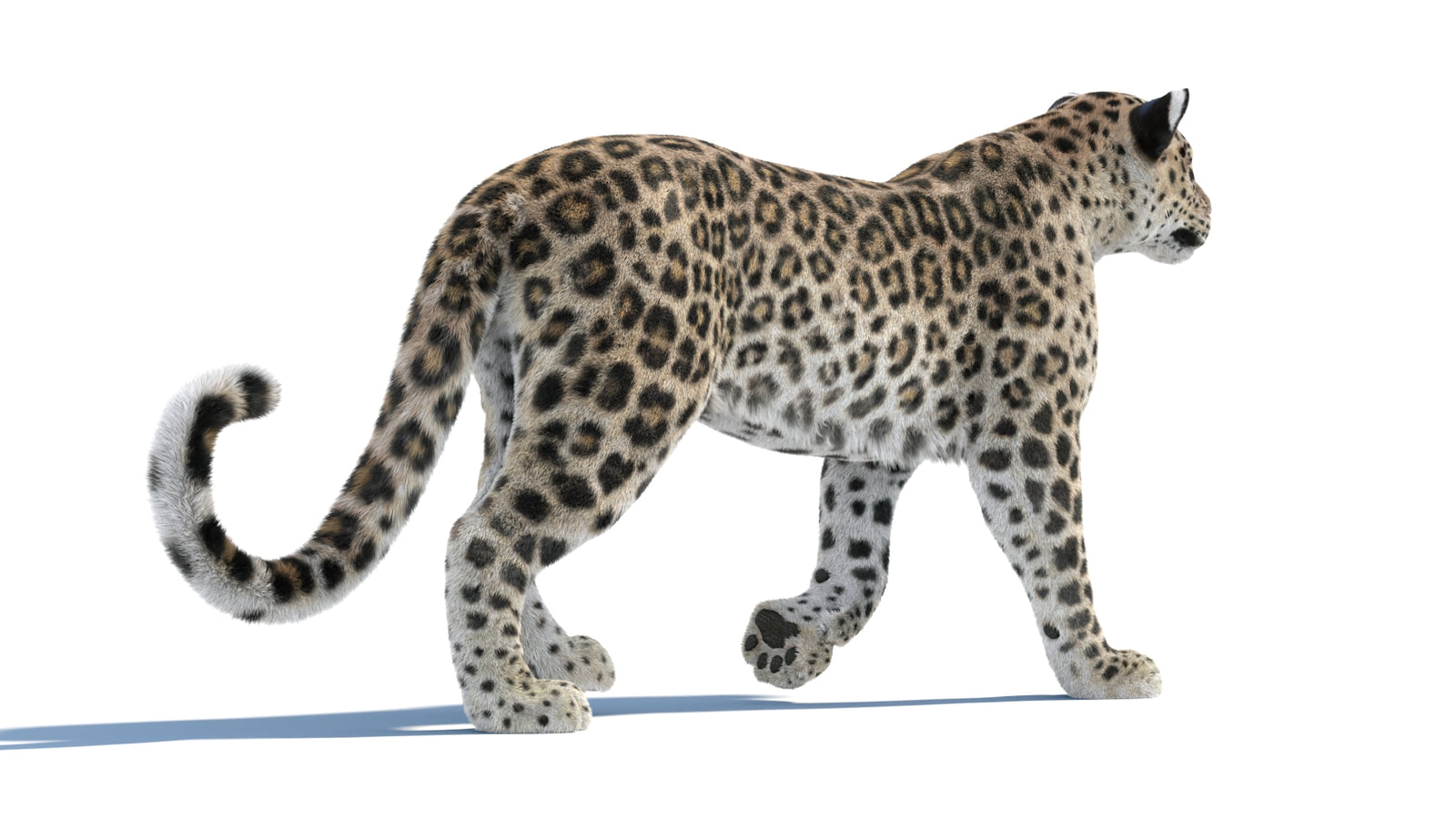 Persian Leopard 3D Model Animated Fur 360° view 1 frame 22