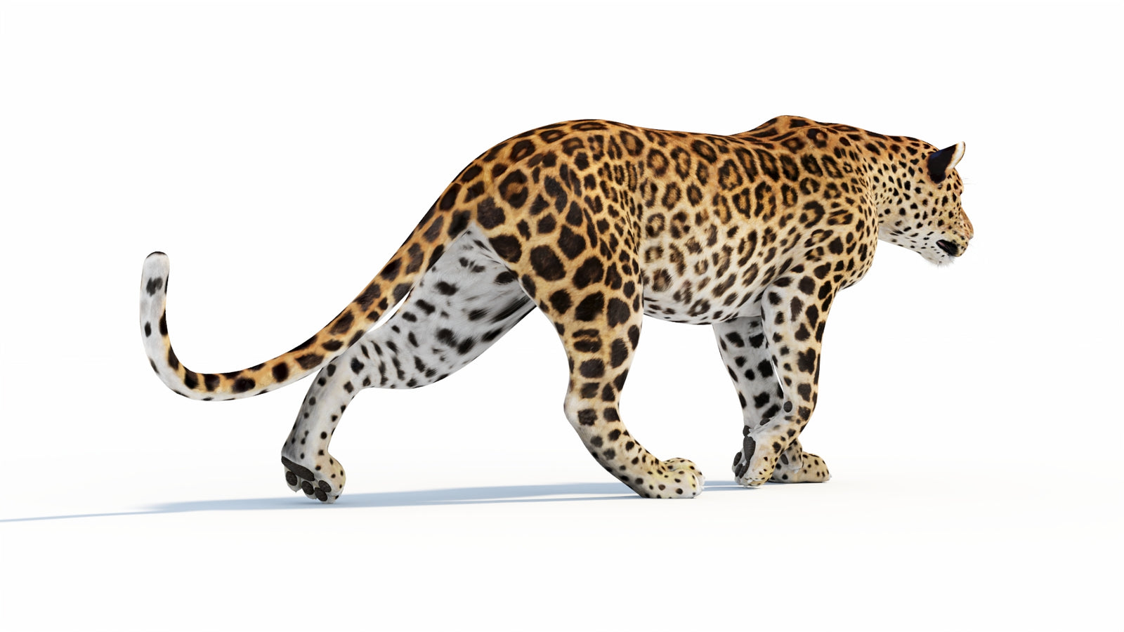 Animated Sri Lankan Leopard 3D Model 360° view 1 frame 22