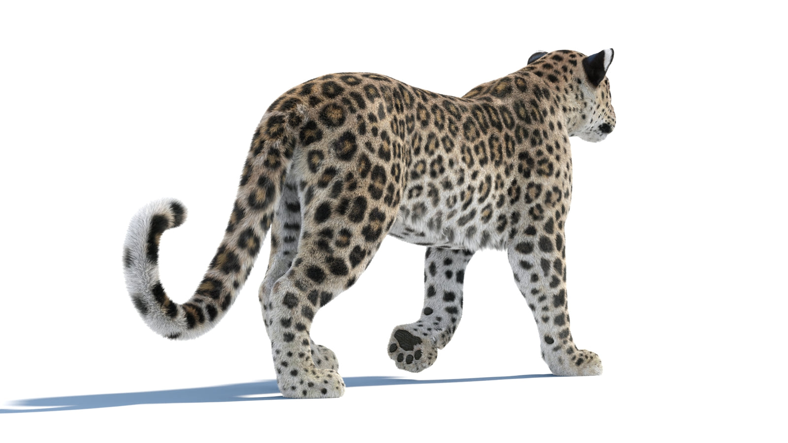 Persian Leopard 3D Model Animated Fur 360° view 1 frame 23