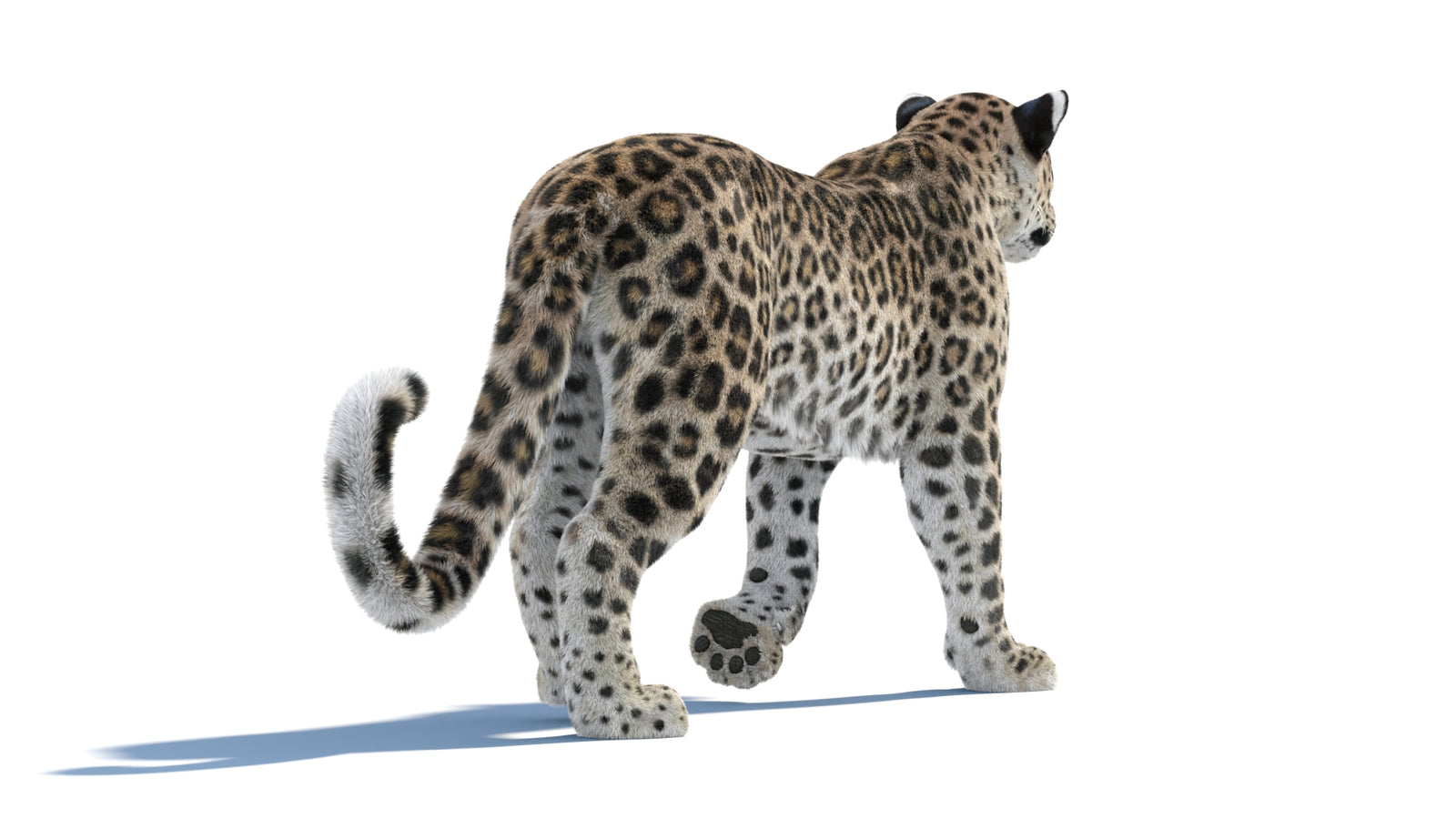 Persian Leopard 3D Model Animated Fur 360° view 1 frame 24