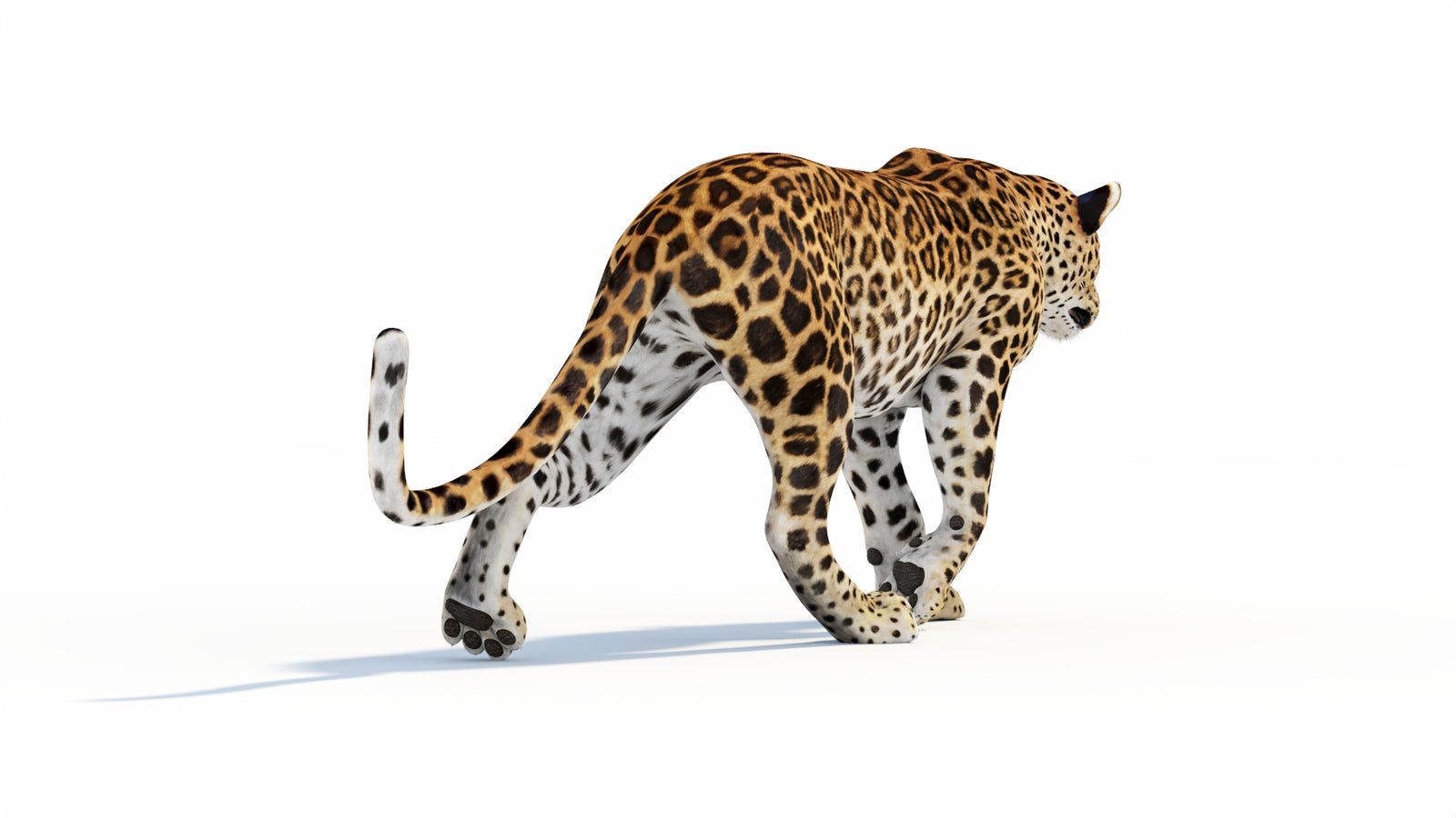 Animated Sri Lankan Leopard 3D Model 360° view 1 frame 24