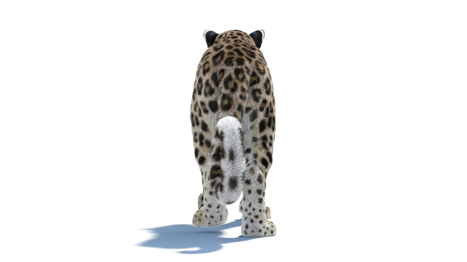 Persian Leopard 3D Model Animated Fur 360° view 1 frame 27
