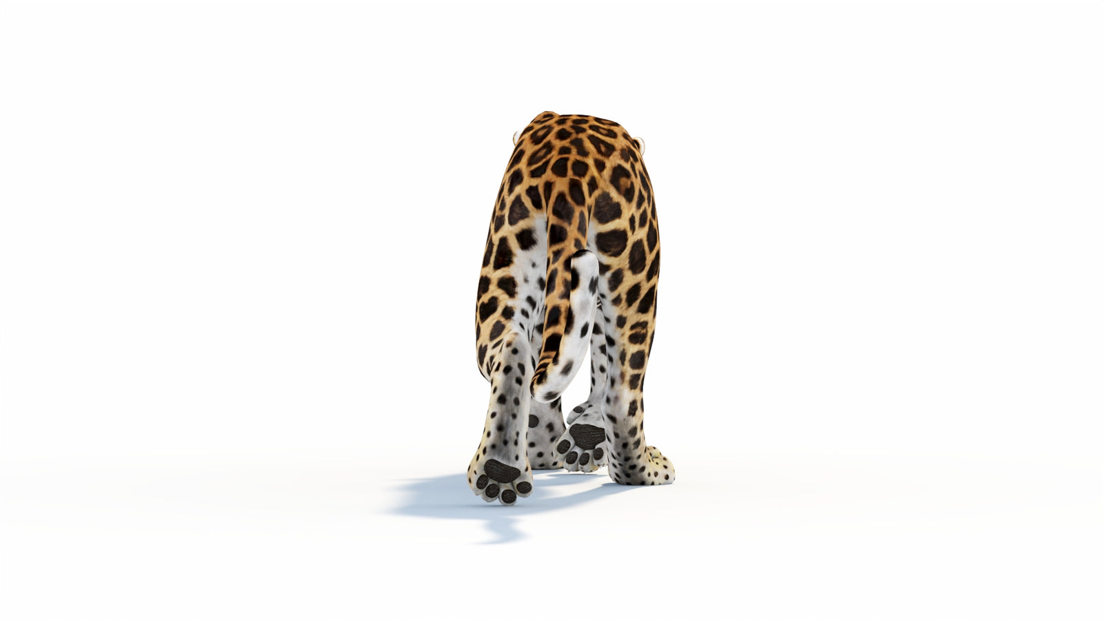 Animated Sri Lankan Leopard 3D Model 360° view 1 frame 27