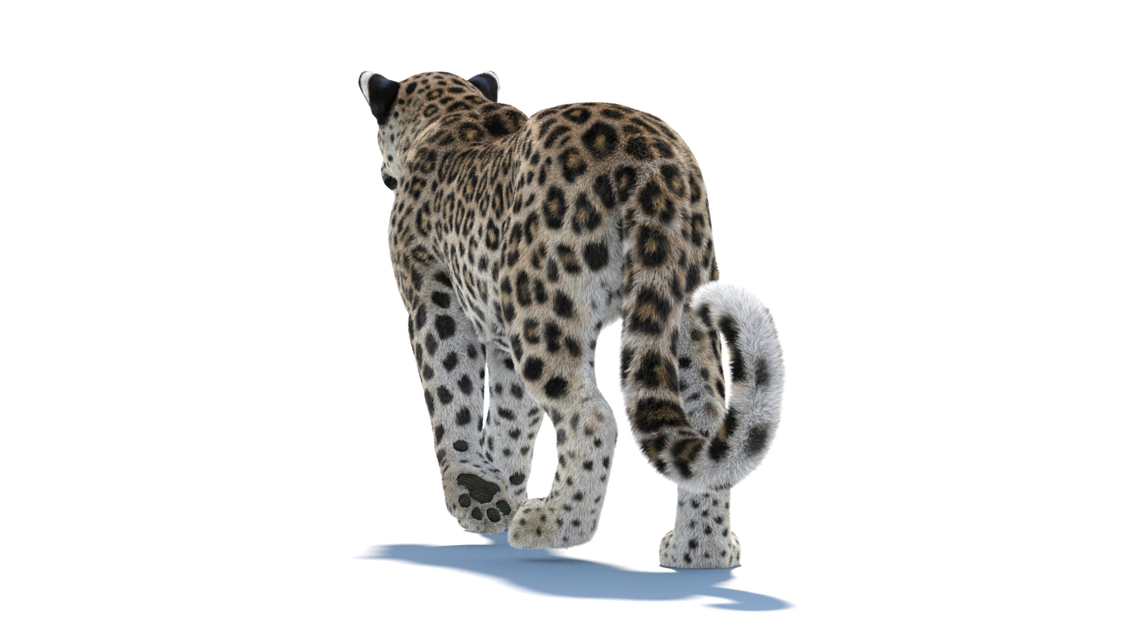 Persian Leopard 3D Model Animated Fur 360° view 1 frame 29