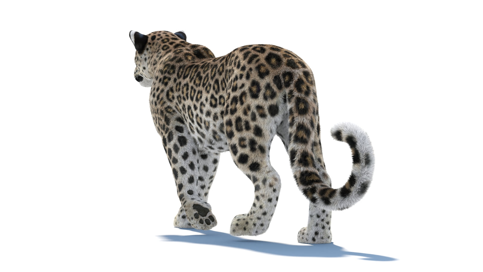 Persian Leopard 3D Model Animated Fur 360° view 1 frame 30