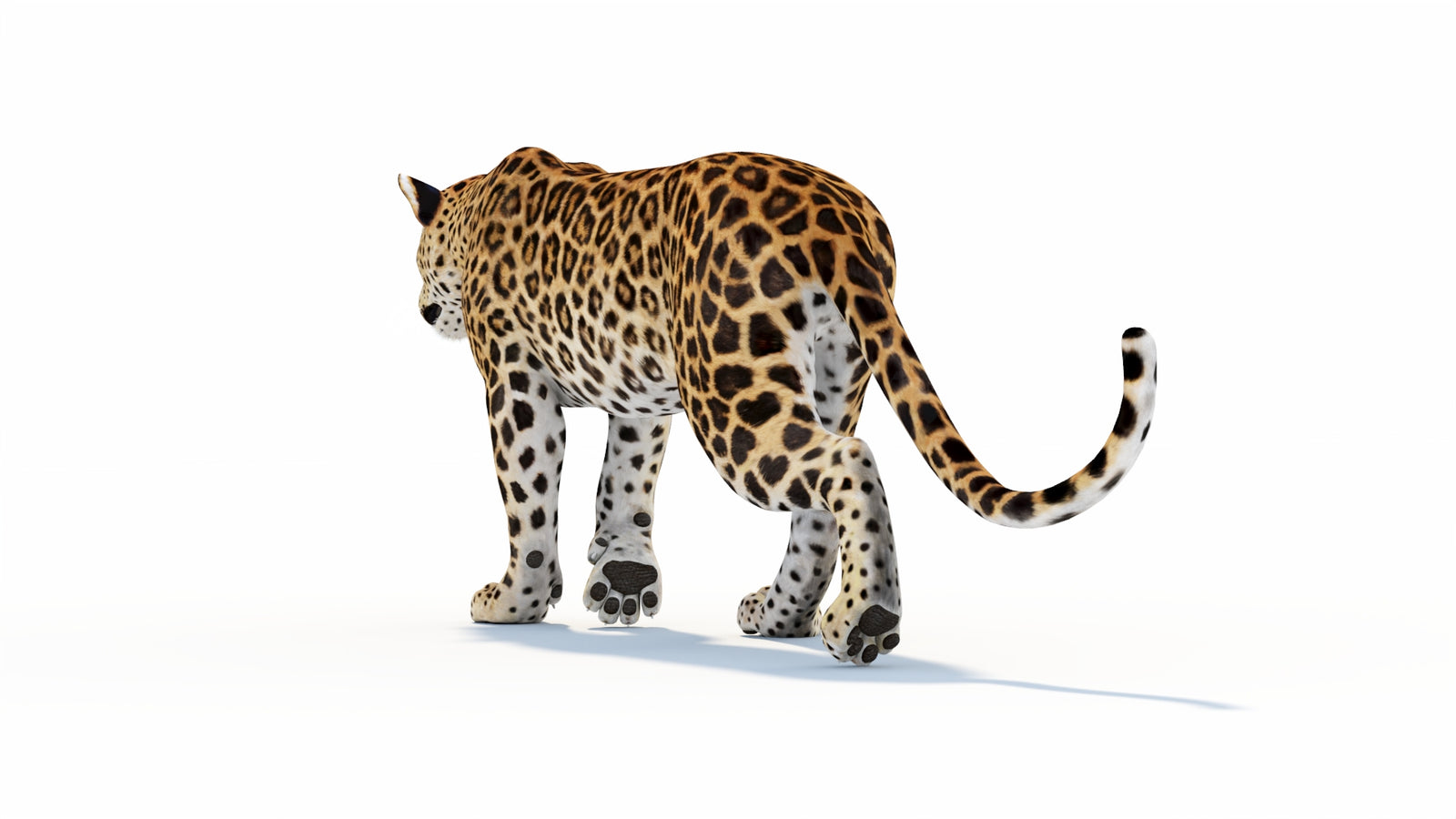 Animated Sri Lankan Leopard 3D Model 360° view 1 frame 30
