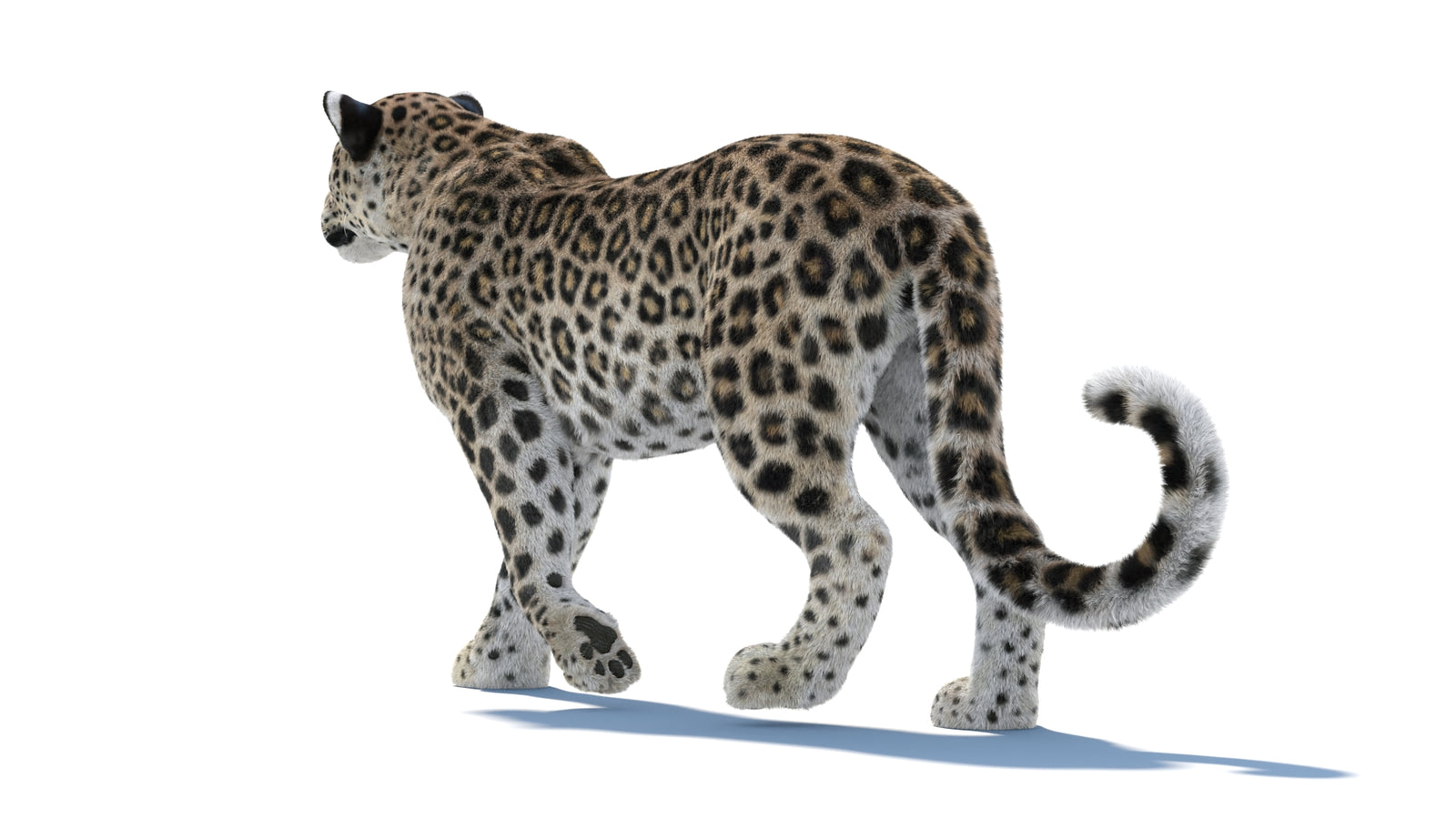 Persian Leopard 3D Model Animated Fur 360° view 1 frame 31