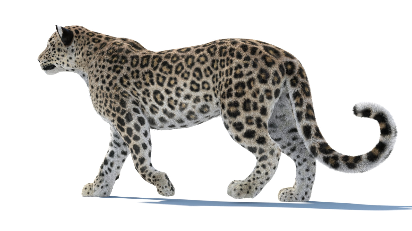 Persian Leopard 3D Model Animated Fur 360° view 1 frame 34