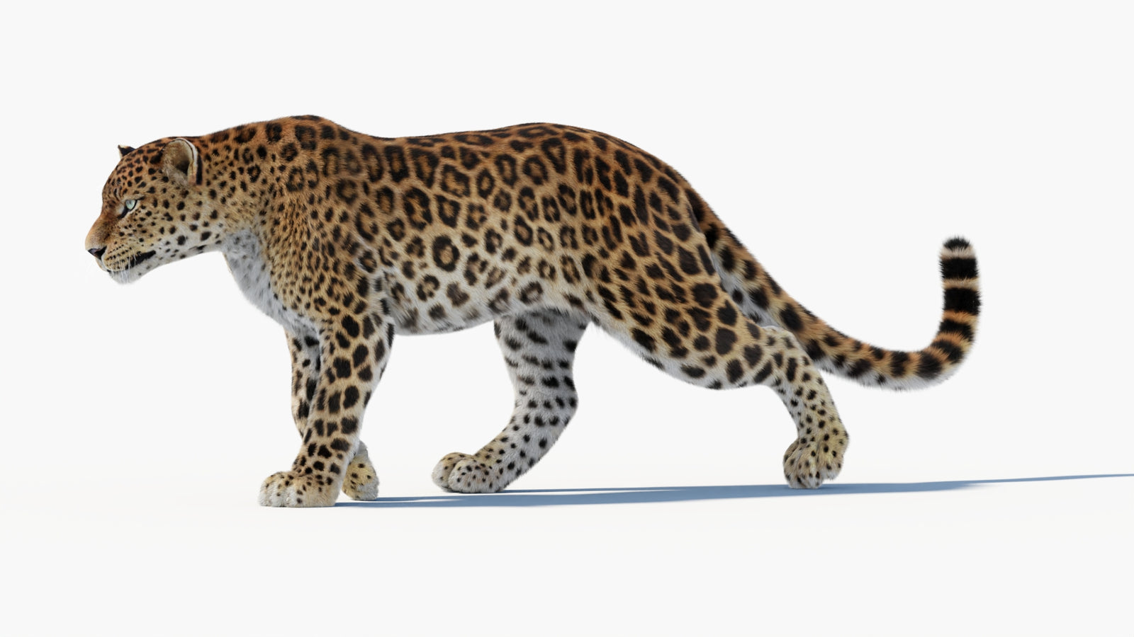 Animated Sri Lankan Leopard 3D Model Fur 360° view 1 frame 3