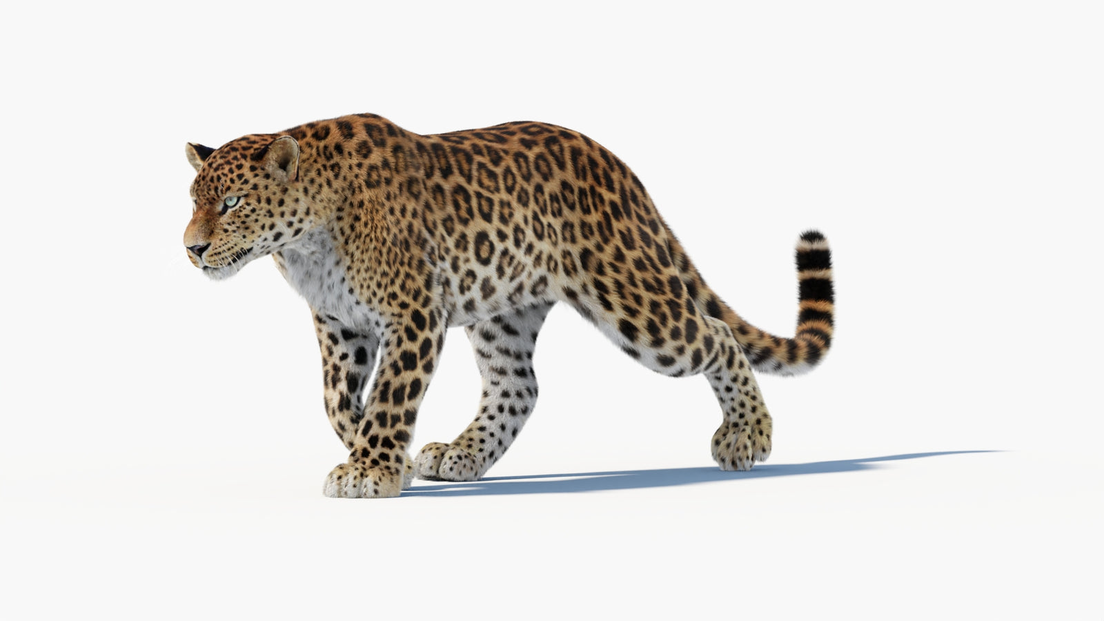 Animated Sri Lankan Leopard 3D Model Fur 360° view 1 frame 5