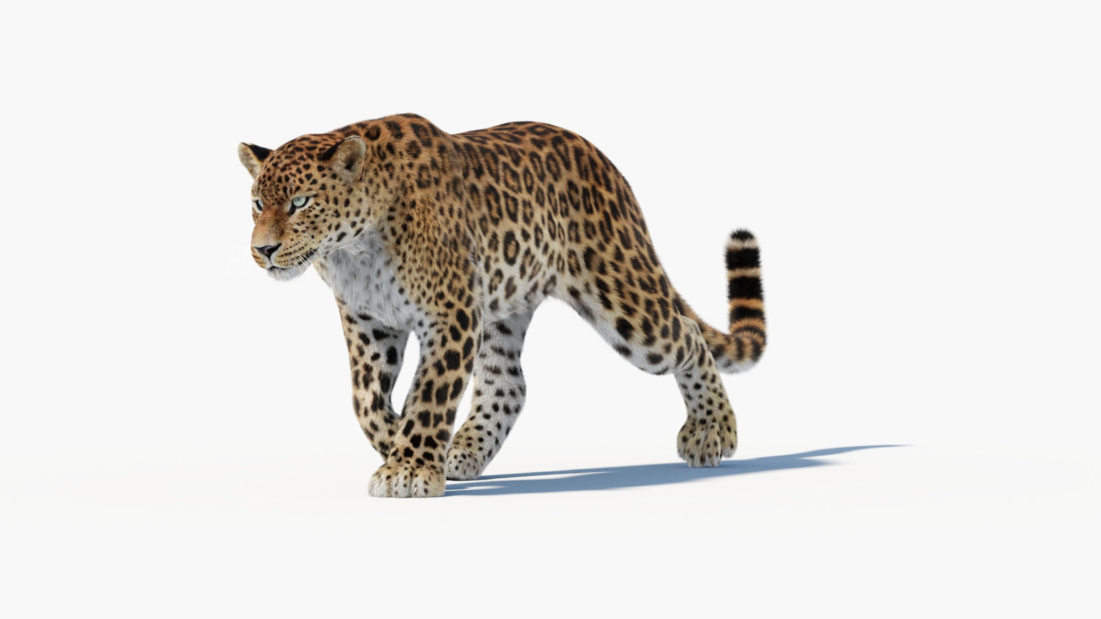 Animated Sri Lankan Leopard 3D Model Fur 360° view 1 frame 6