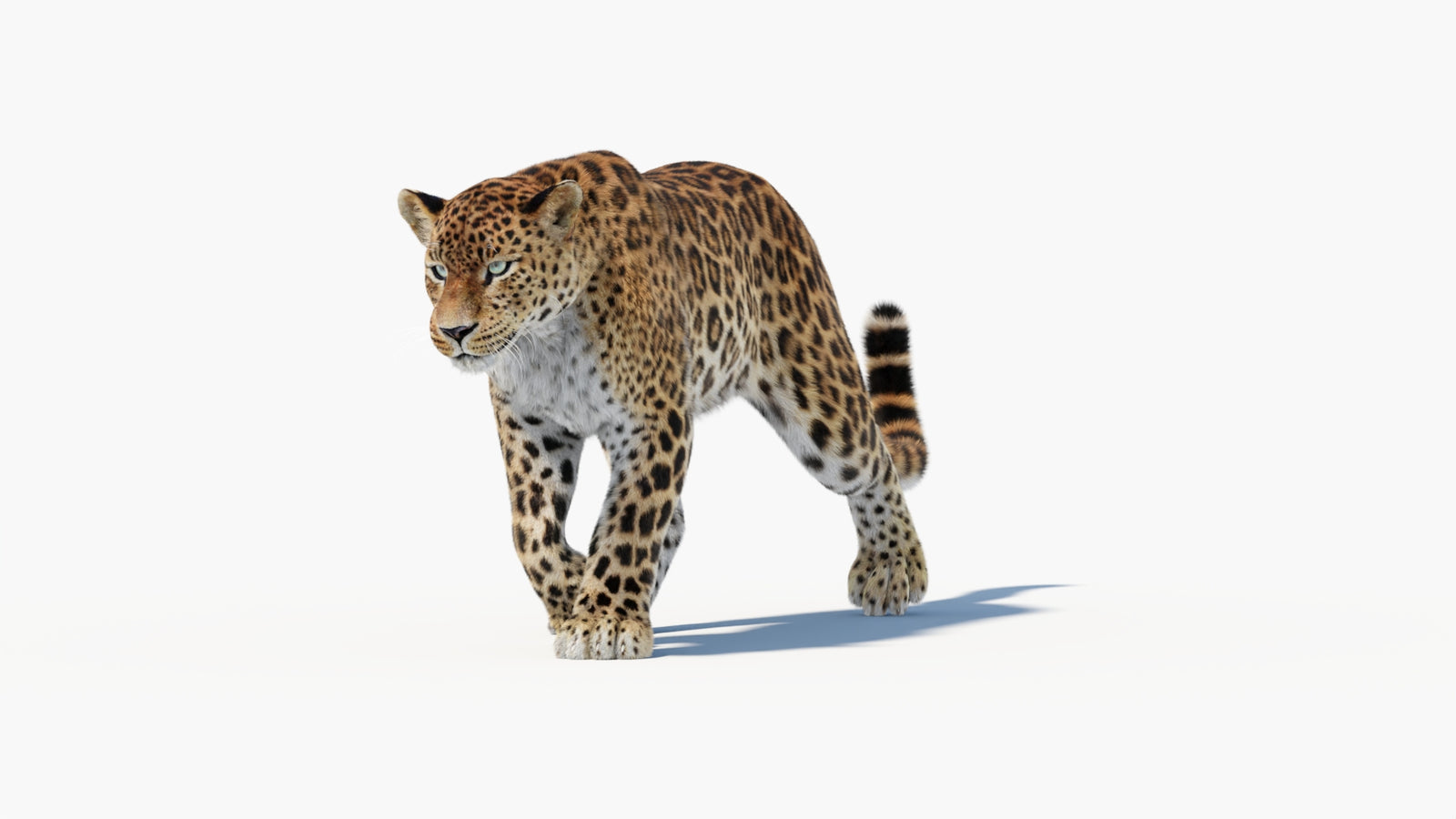 Animated Sri Lankan Leopard 3D Model Fur 360° view 1 frame 7