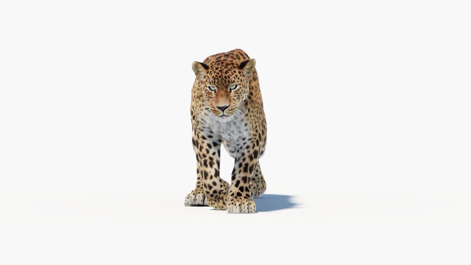 Animated Sri Lankan Leopard 3D Model Fur 360° view 1 frame 9