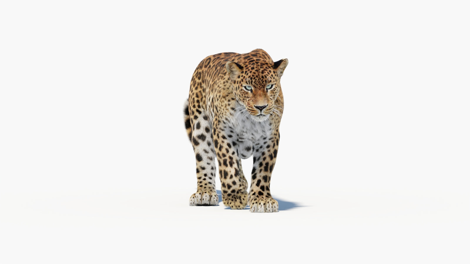 Animated Sri Lankan Leopard 3D Model Fur 360° view 1 frame 10