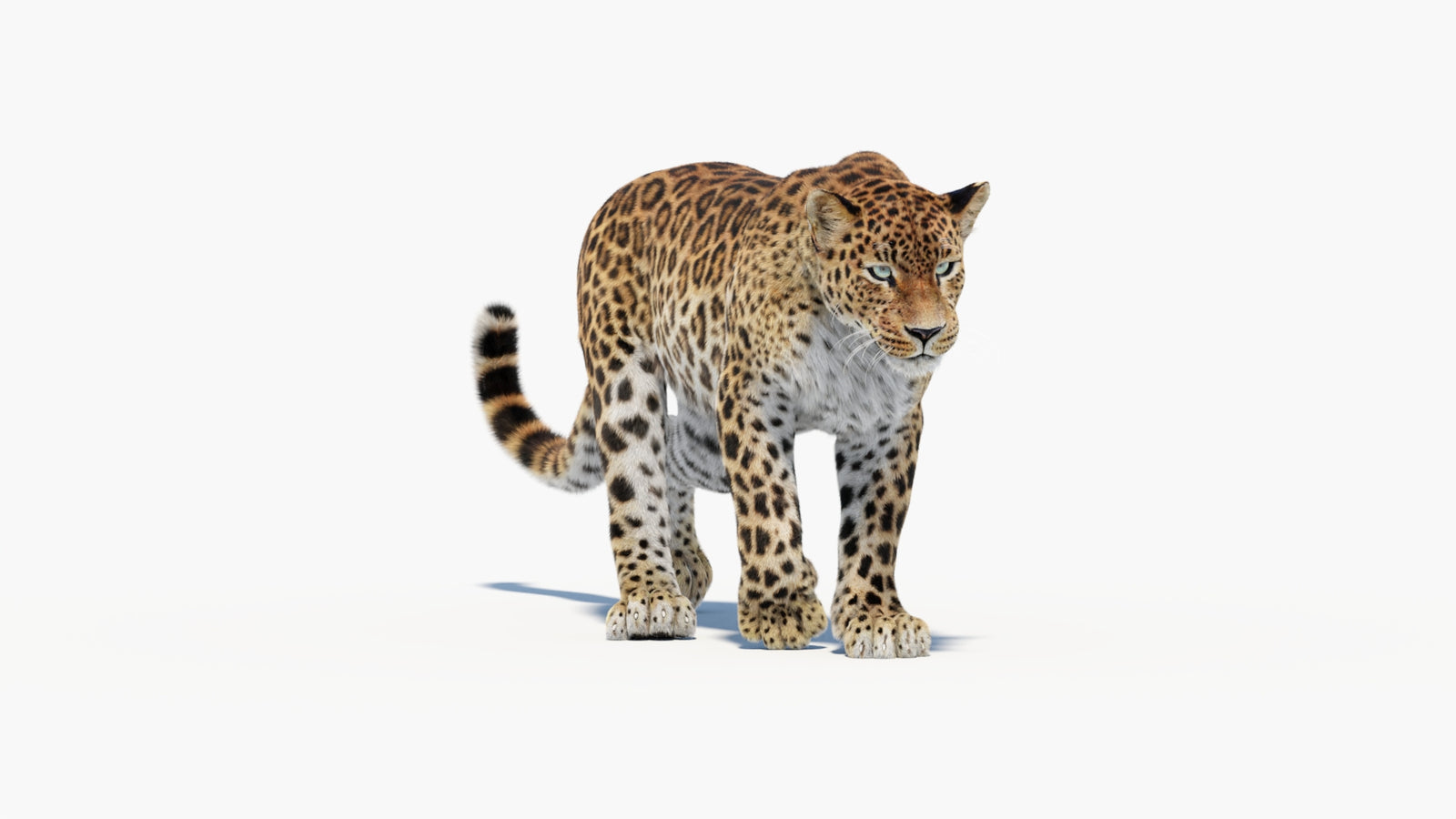 Animated Sri Lankan Leopard 3D Model Fur 360° view 1 frame 11