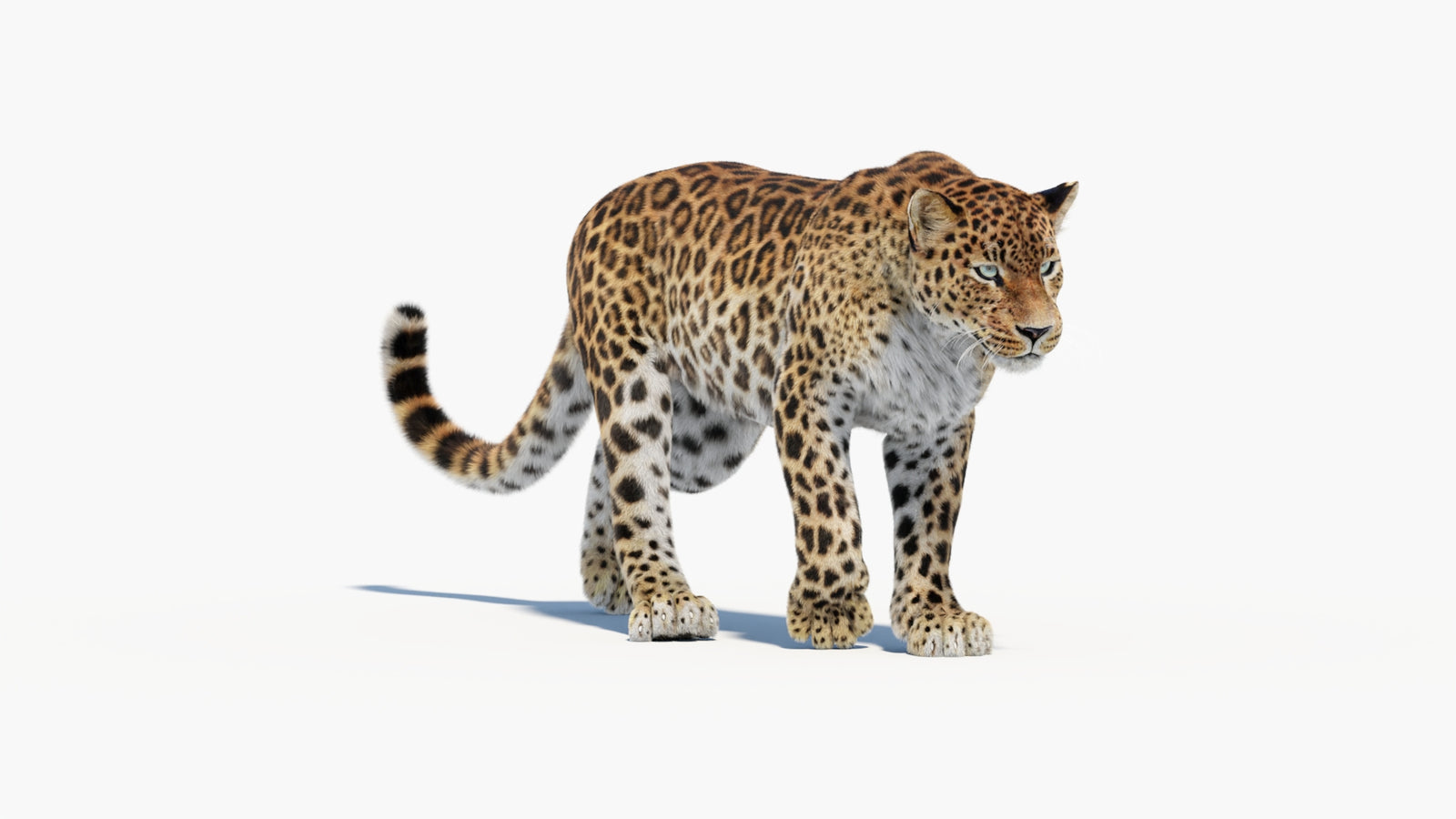 Animated Sri Lankan Leopard 3D Model Fur 360° view 1 frame 12