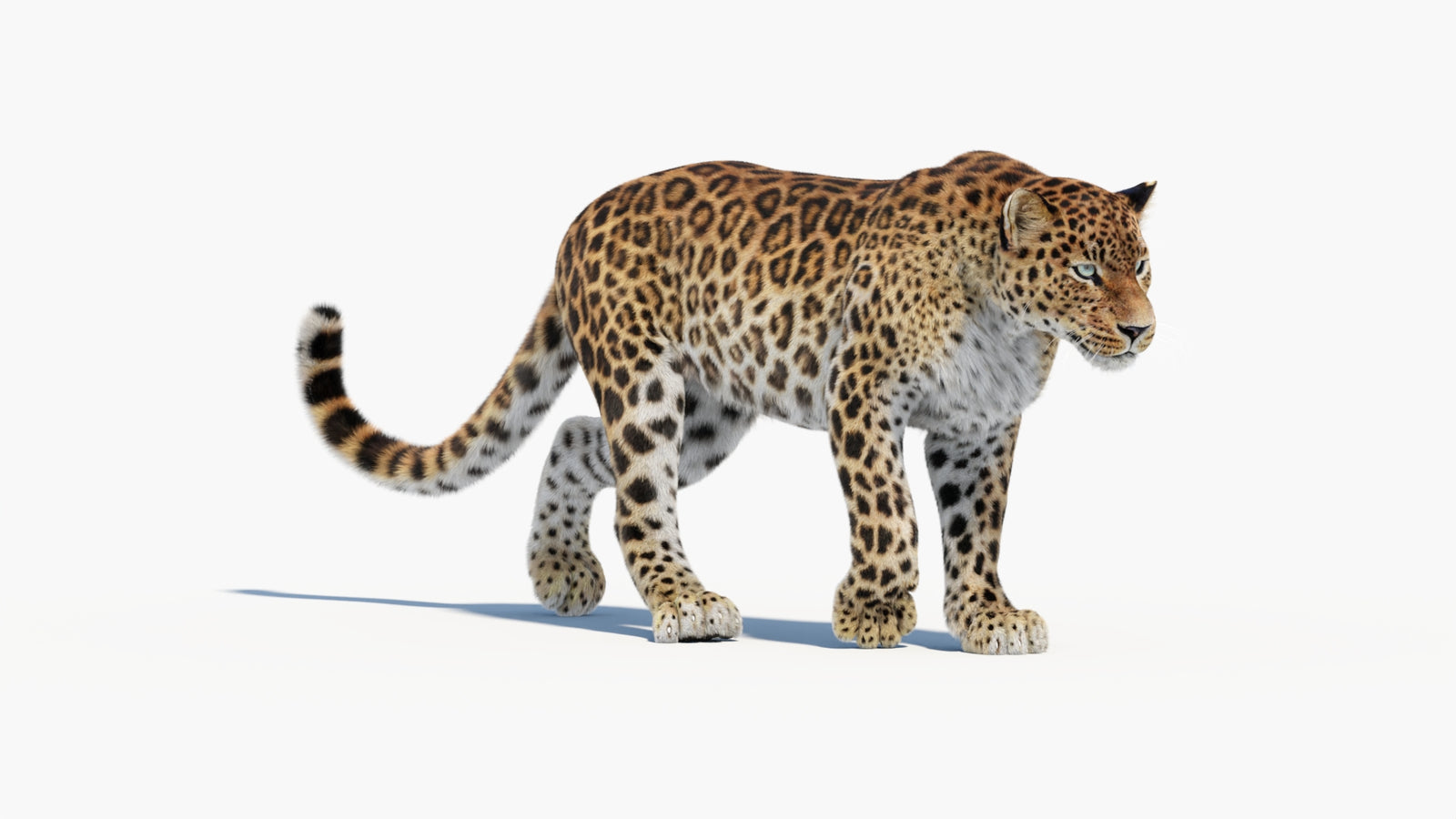 Animated Sri Lankan Leopard 3D Model Fur 360° view 1 frame 13