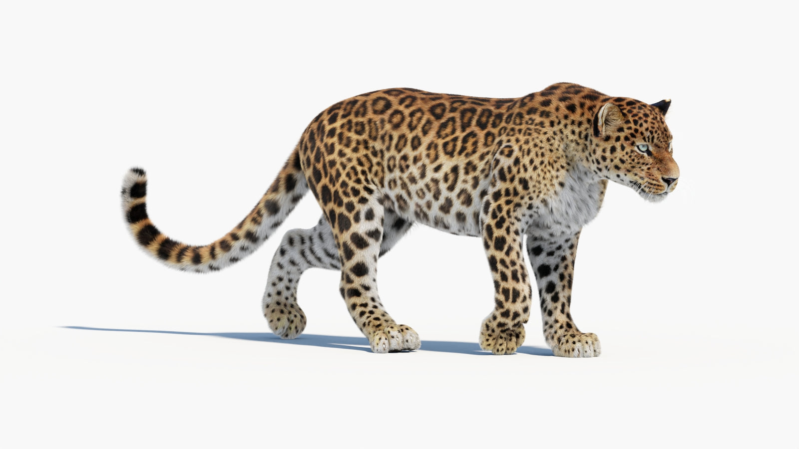 Animated Sri Lankan Leopard 3D Model Fur 360° view 1 frame 14