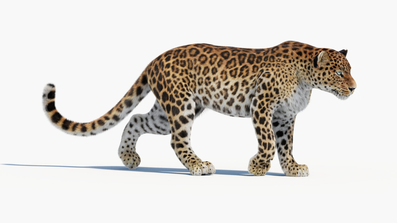 Animated Sri Lankan Leopard 3D Model Fur 360° view 1 frame 15