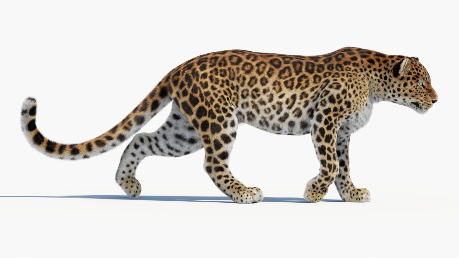 Animated Sri Lankan Leopard 3D Model Fur 360° view 1 frame 17