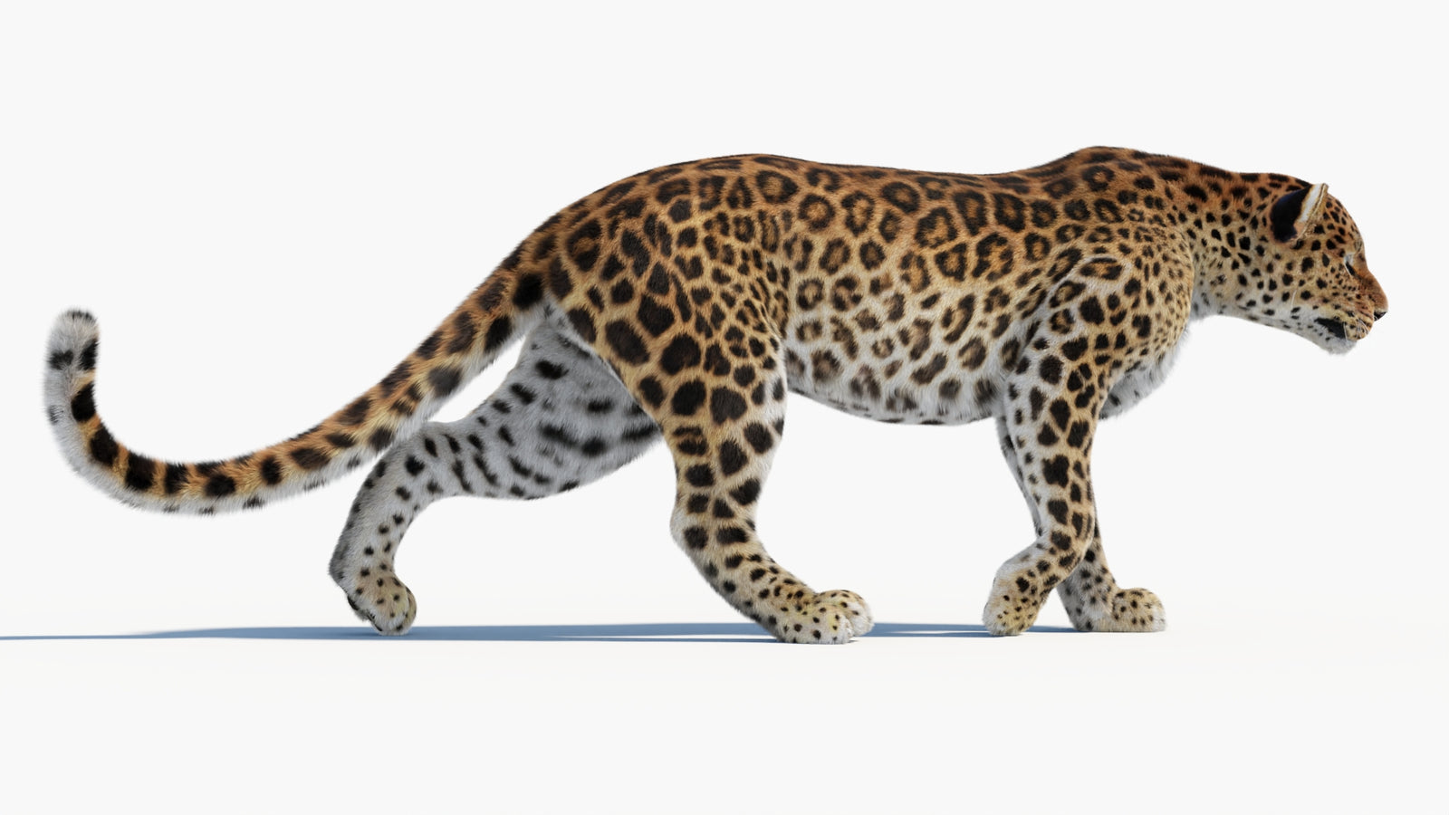 Animated Sri Lankan Leopard 3D Model Fur 360° view 1 frame 19