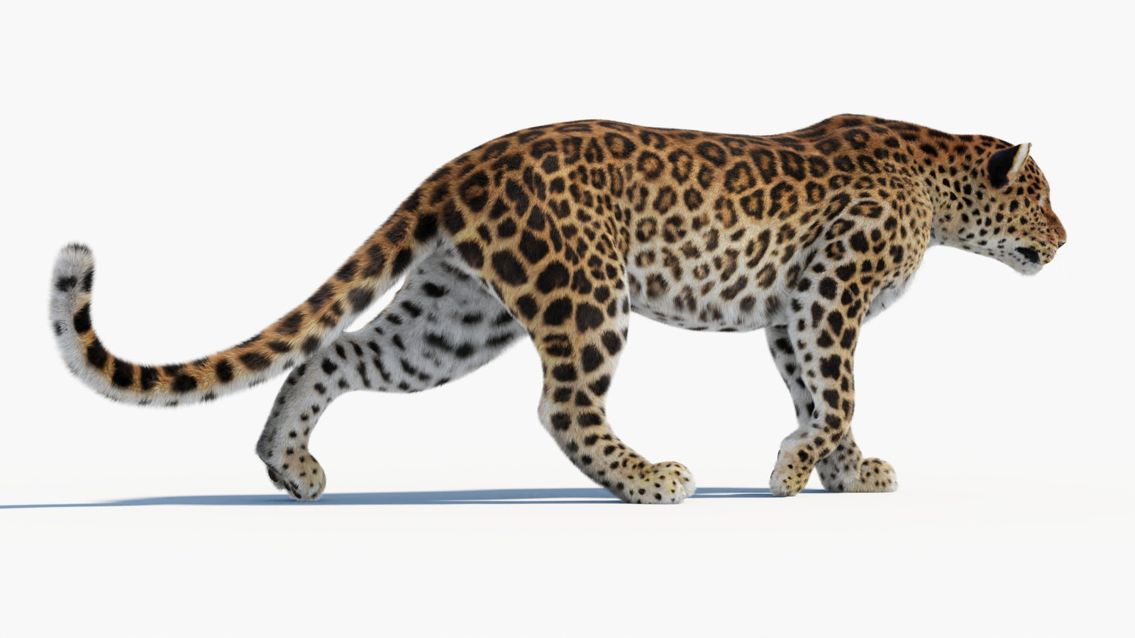Animated Sri Lankan Leopard 3D Model Fur 360° view 1 frame 20