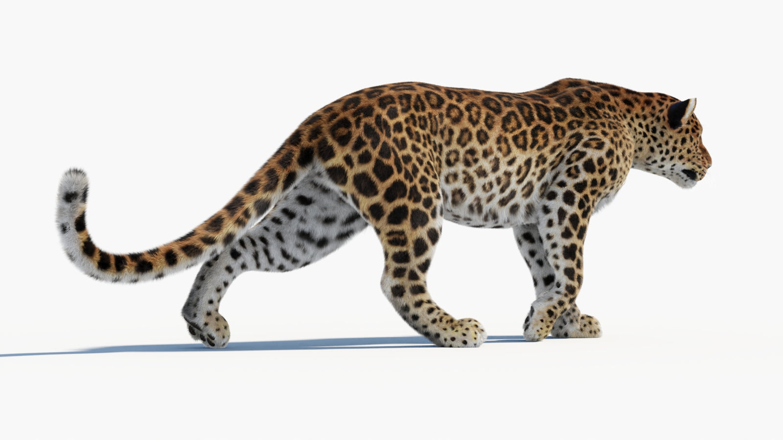 Animated Sri Lankan Leopard 3D Model Fur 360° view 1 frame 21