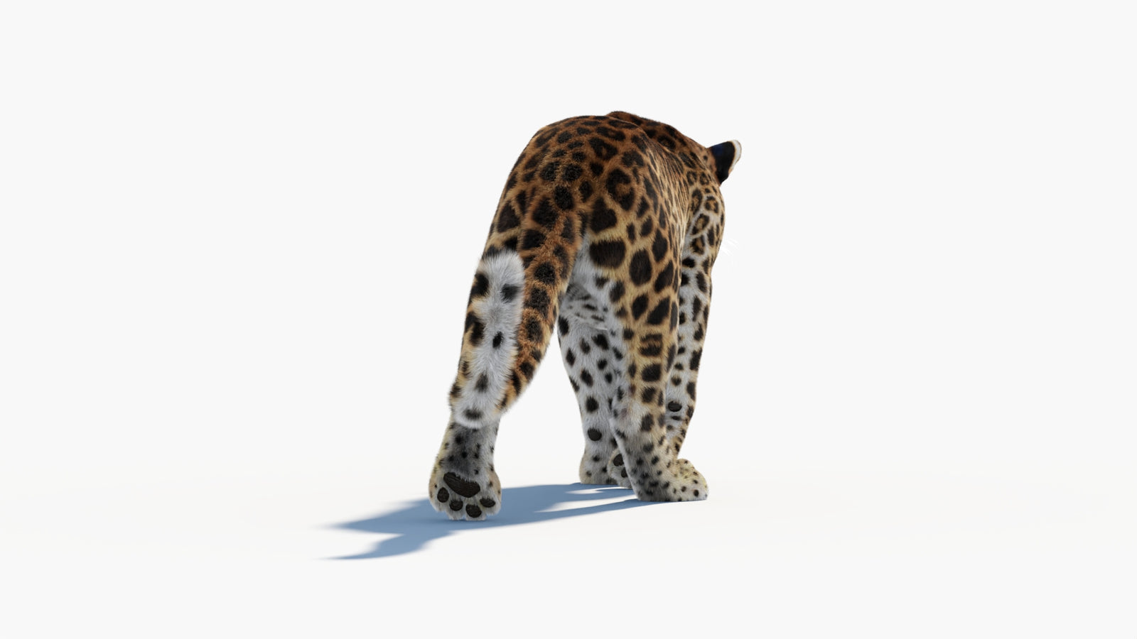 Animated Sri Lankan Leopard 3D Model Fur 360° view 1 frame 26