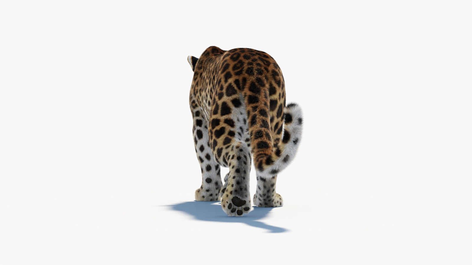 Animated Sri Lankan Leopard 3D Model Fur 360° view 1 frame 28
