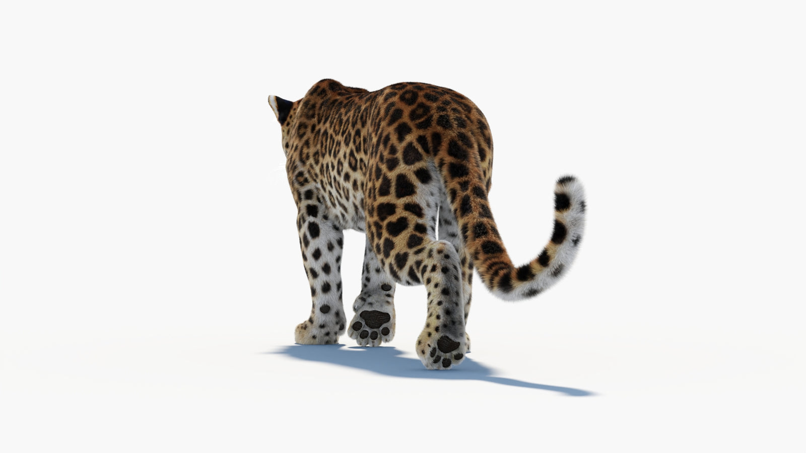 Animated Sri Lankan Leopard 3D Model Fur 360° view 1 frame 29