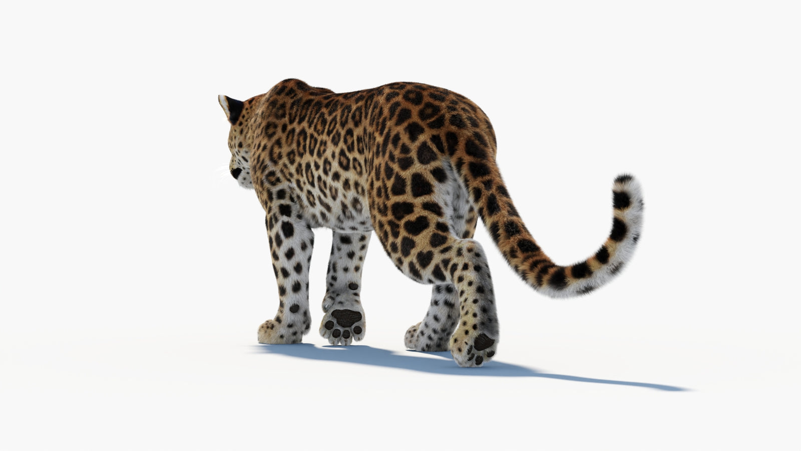 Animated Sri Lankan Leopard 3D Model Fur 360° view 1 frame 30