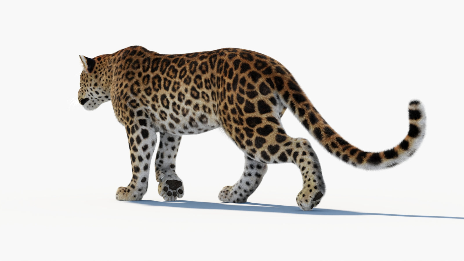 Animated Sri Lankan Leopard 3D Model Fur 360° view 1 frame 32