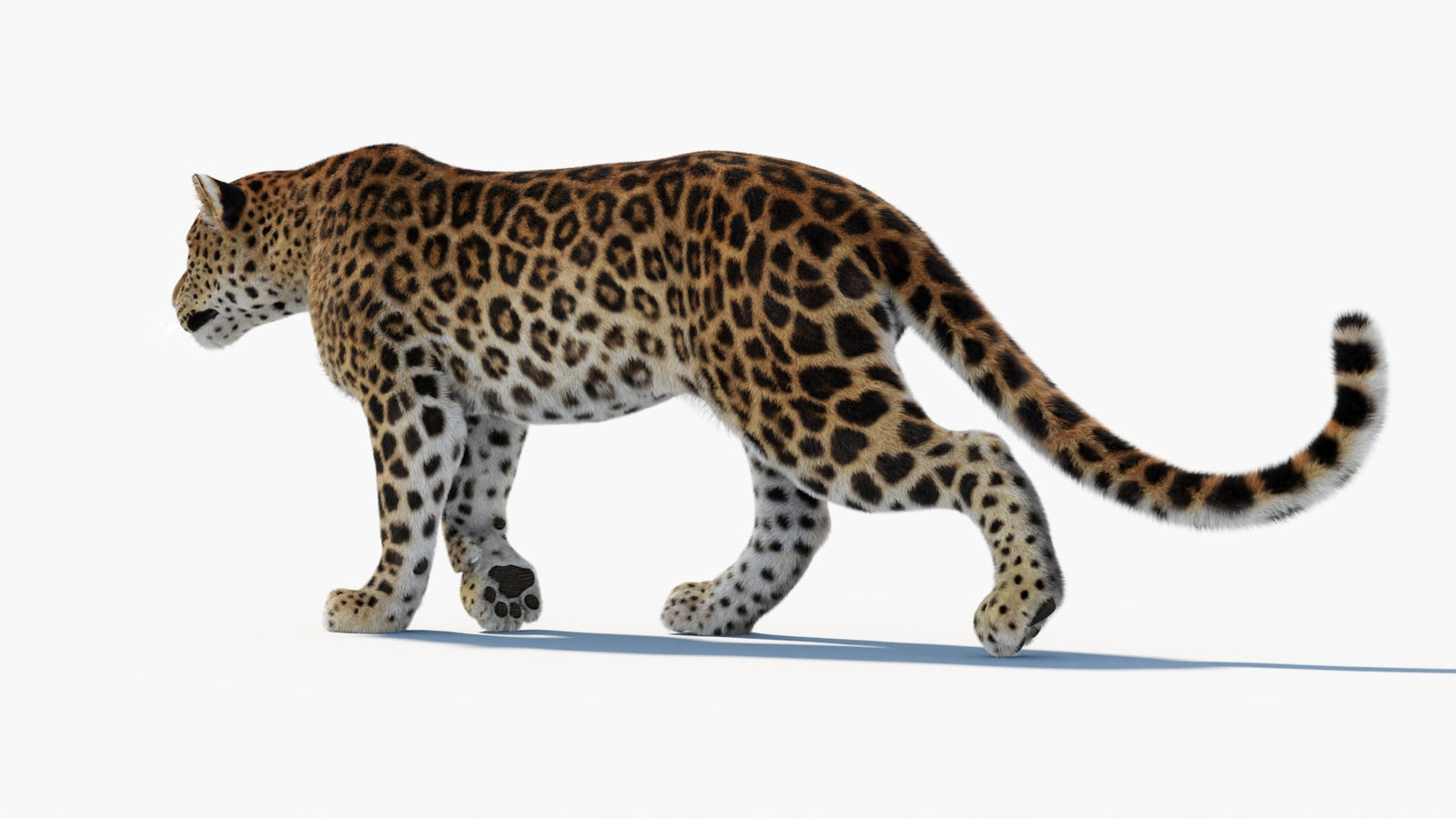 Animated Sri Lankan Leopard 3D Model Fur 360° view 1 frame 33