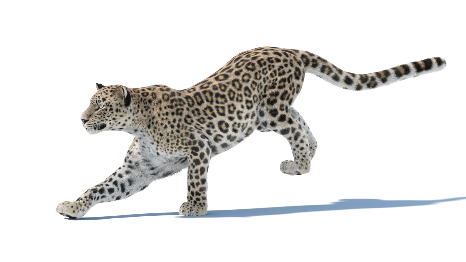 Persian Leopard 3D Model Animated Fur 360° view 4 frame 3