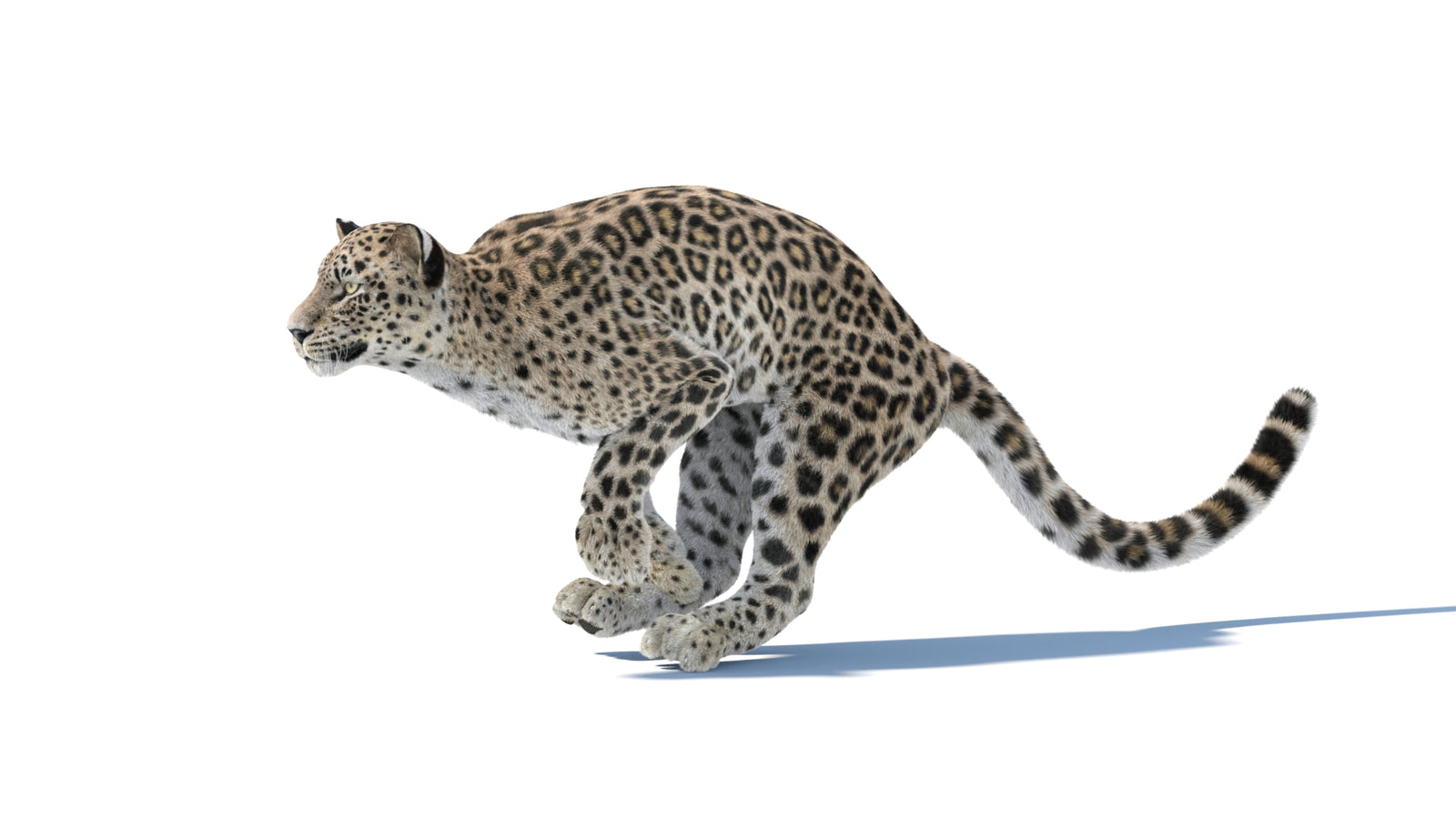 Persian Leopard 3D Model Animated Fur 360° view 4 frame 8