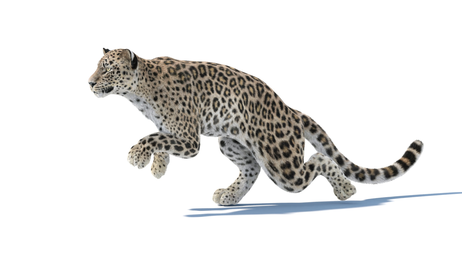 Persian Leopard 3D Model Animated Fur 360° view 4 frame 10